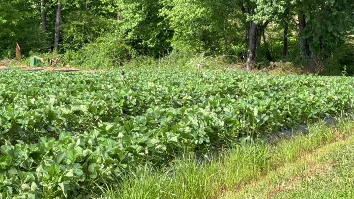 Thumbnail image for Surry County Strawberry Report