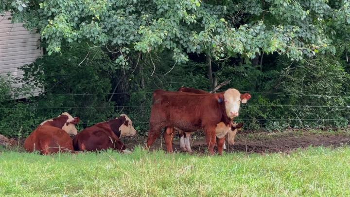 Thumbnail image for Crop Report Surry County 2026 Hay Cattle Corn