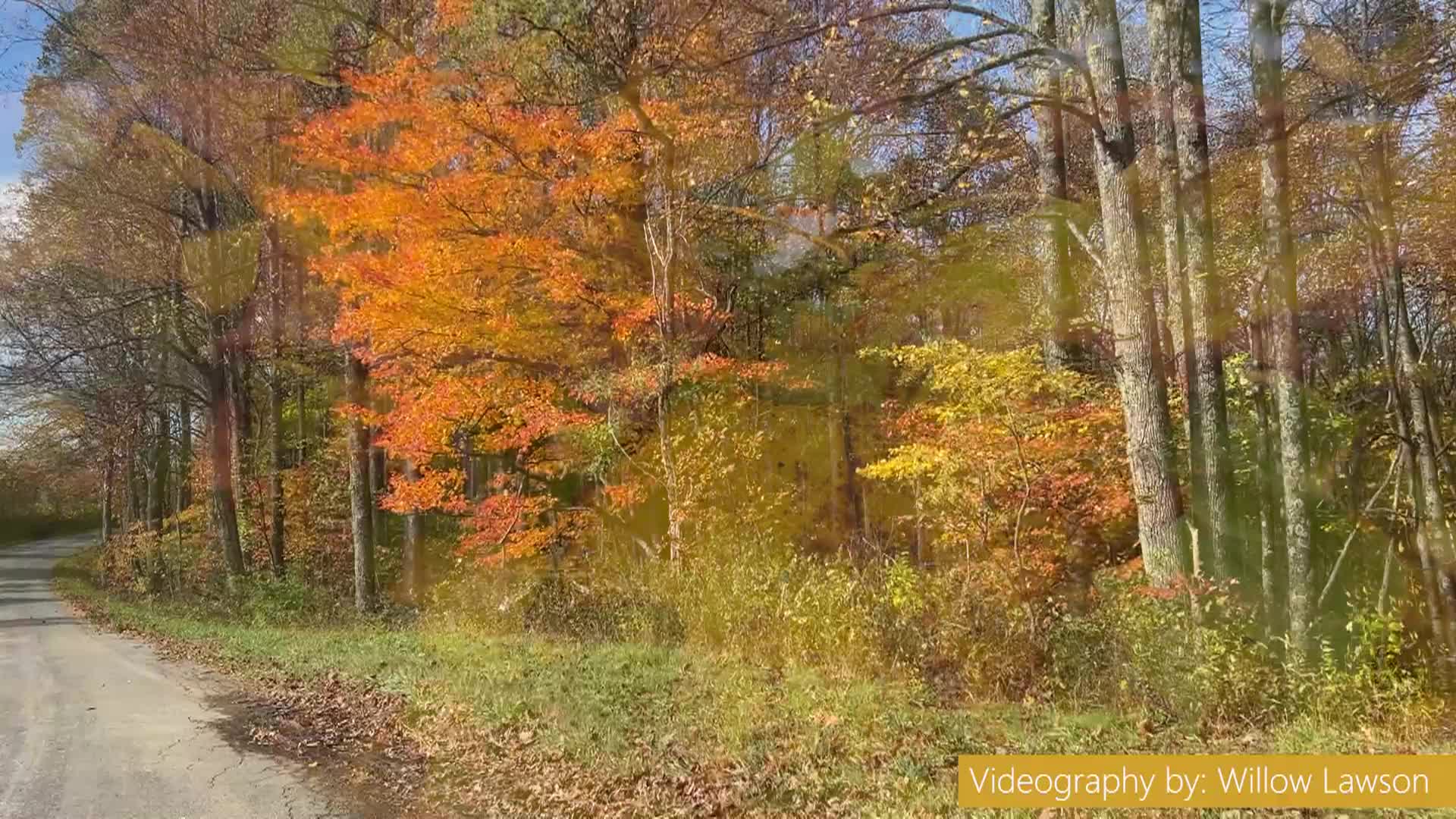 Fall Leaves Photo Essay 2022